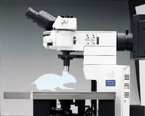 BX51WI microscope