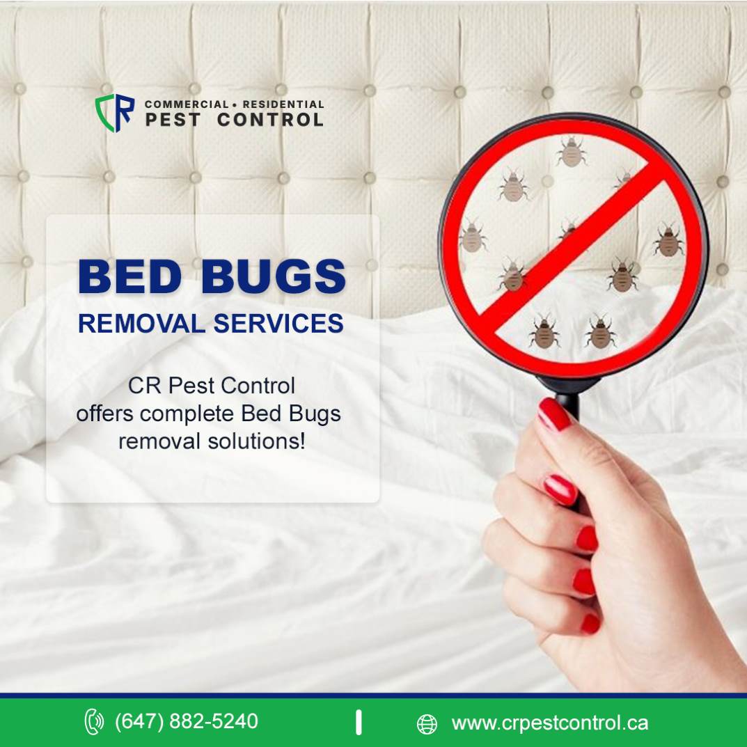 Bed Bug by CR Pest Control